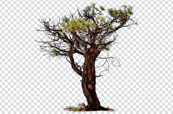 Pinyon Pine tree png