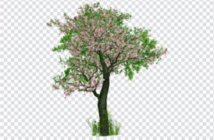 Cherry blossom tree png