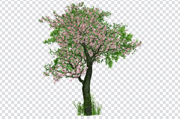 Cherry blossom tree png