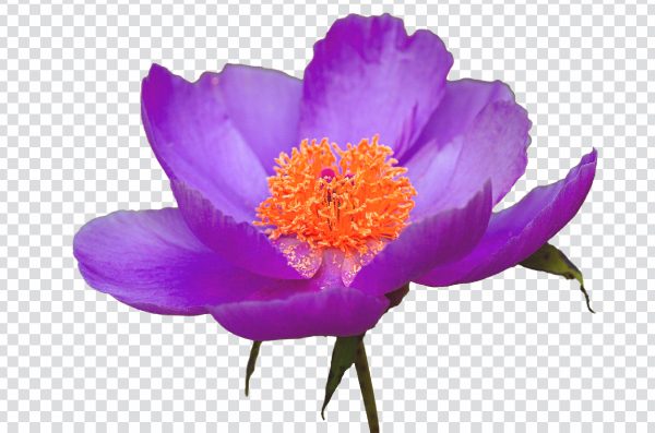 Peony flower png