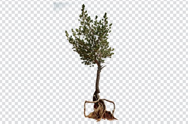 Bonsai tree png