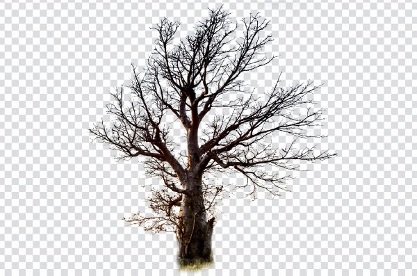 Baobab tree png