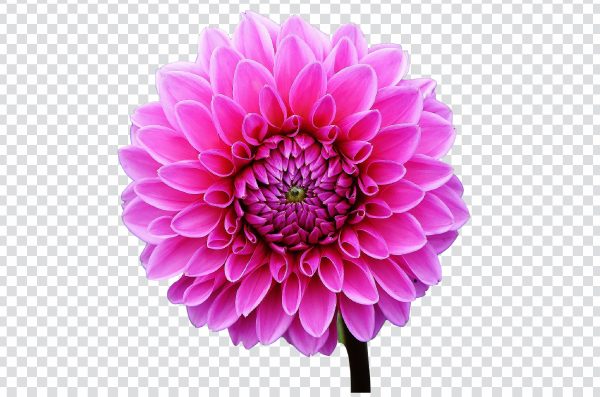 Dahlia Flower png