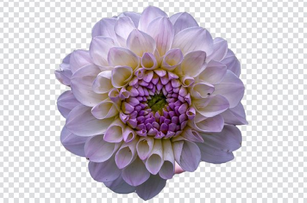 Eveline Dahlia png