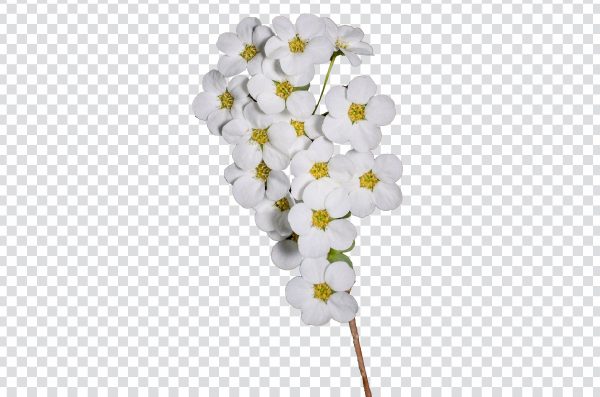 Spiraea thunbergii flower png
