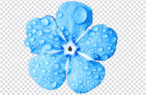 Blue flower png