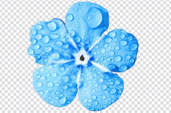 Blue flower png