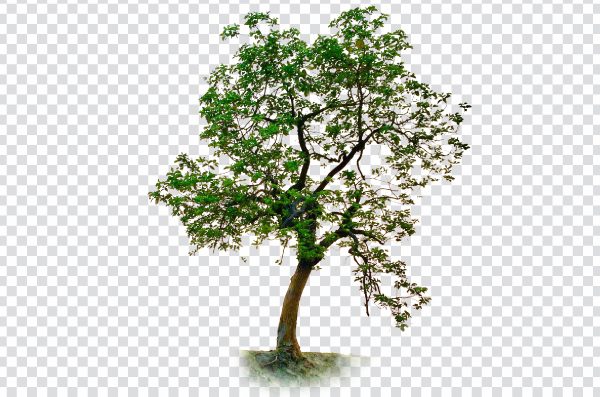 walnut tree png