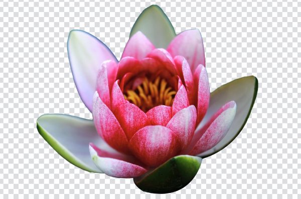 Water lilies png