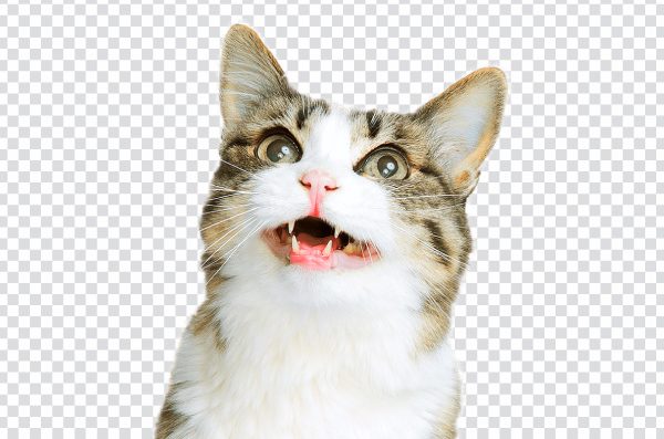 Cat head transparent PNG