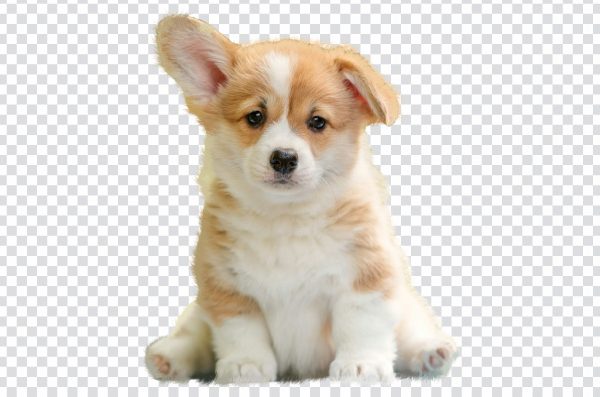 Cute Dog transparent image for design