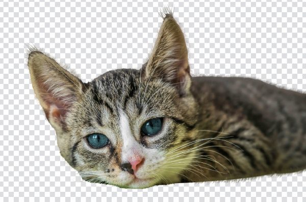 Cute cat PNG