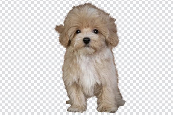 Cute dog transparent image free