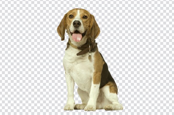 Dog transparent image