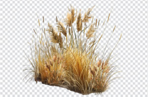 Dry Grass PNG