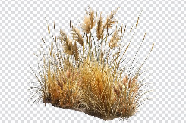 Dry Grass PNG