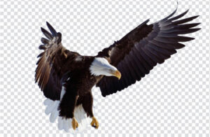 Eagle PNG transparent