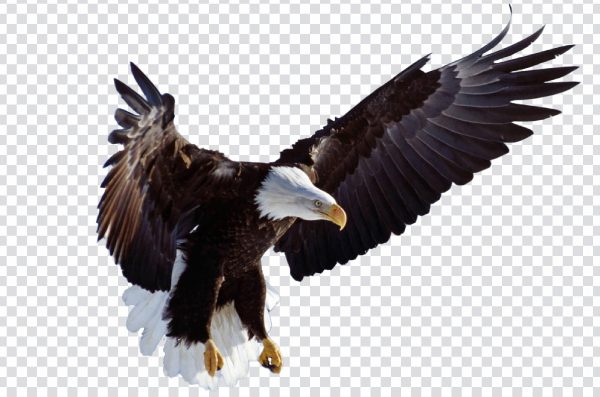 Eagle PNG transparent