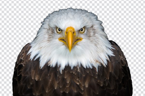 Eagle head PNG