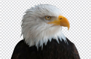 Eagle logo PNG