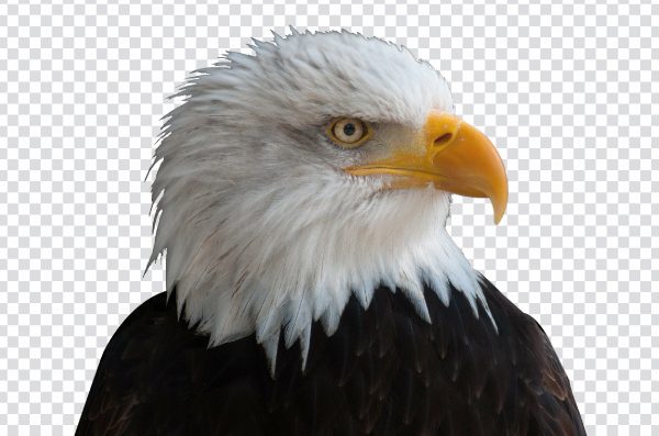Eagle logo PNG