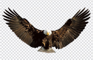 Eagle wings spread PNG