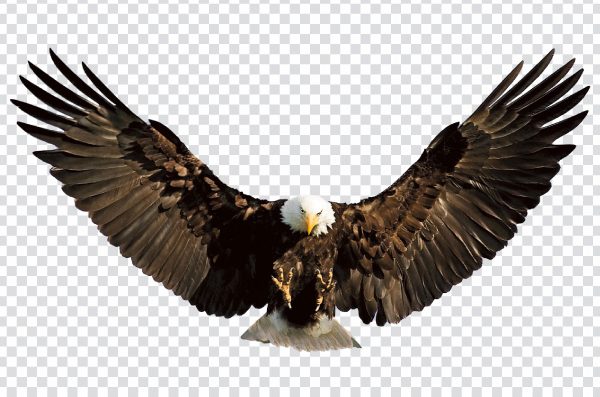Eagle wings spread PNG