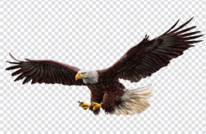 Flying eagle PNG