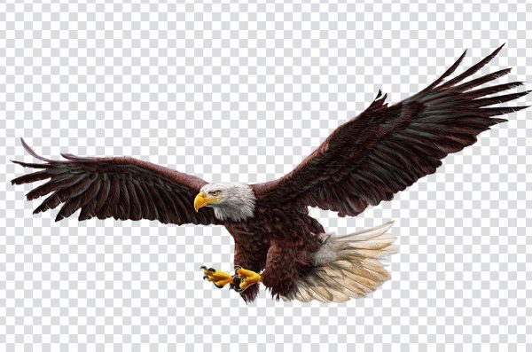 Flying eagle PNG