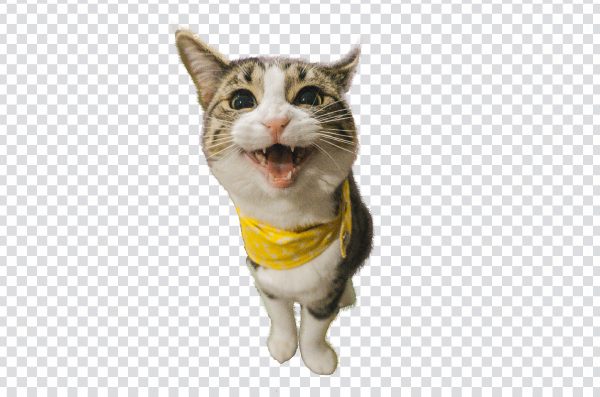 Funny cat png