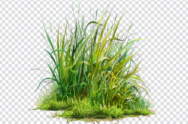 Transparent Realistic grass PNG