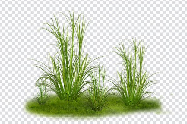 Green grass png