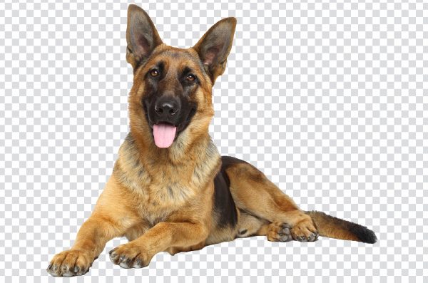 Realistic dog transparent image