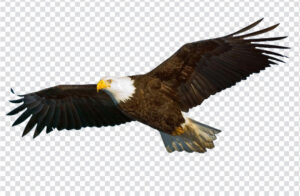 Realistic eagle PNG