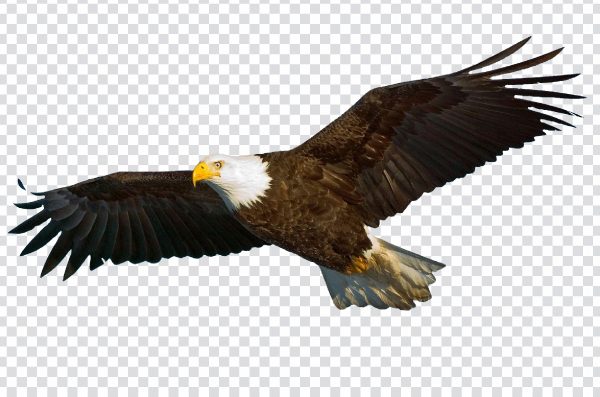 Realistic eagle PNG