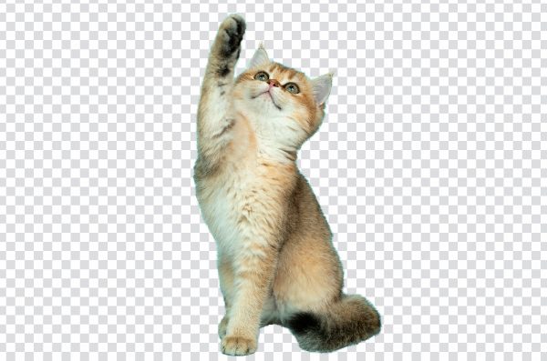 Funny cat transparent image
