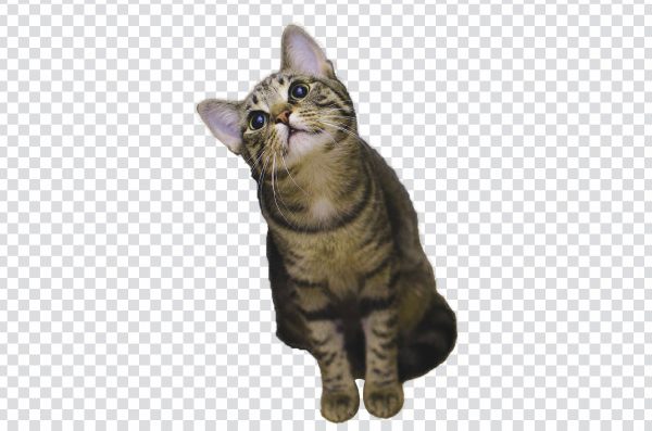 Cat png