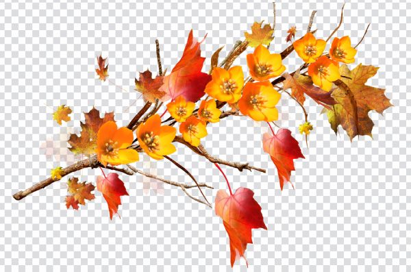 Autumn Flower with Leaf and Branch Floral design, autumn, maple, maple Leaf, orange png