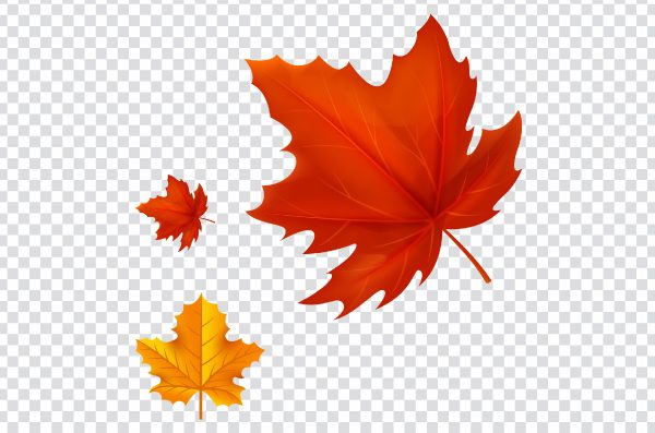 Leaf Autumn, autumn leaves, leaf, maple Leaf, orange png