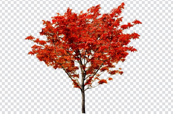 Maple Autumn Tree, Autumn maple, leaf, maple Leaf, branch, Japanese maple Red maple Autumn leaf png