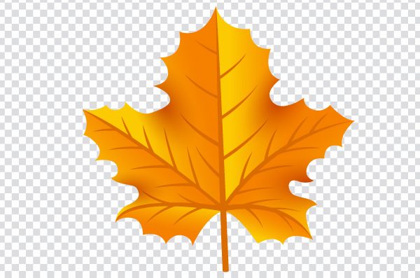 Maple Leaf, Autumn leaf color, autumn leaves, leaf, orange png