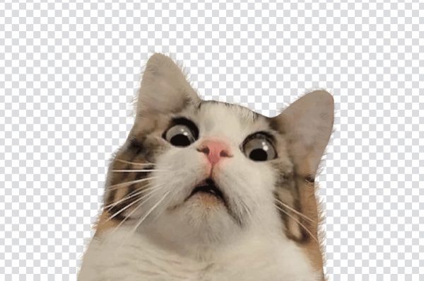 Cat Kitten Humour png, Grumpy Cat Meme, Famous Internet Cat PNG, Grumpy Cat Reaction PNG