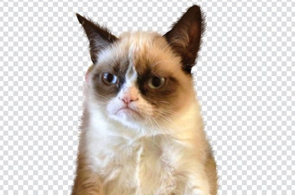 Grumpy Cat Meme PNG, Funny Cat Face, Grumpy Cat Reaction, Viral Cat Meme png