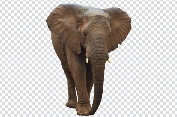 African Elephant PNG – Free High-Quality Transparent Image Download