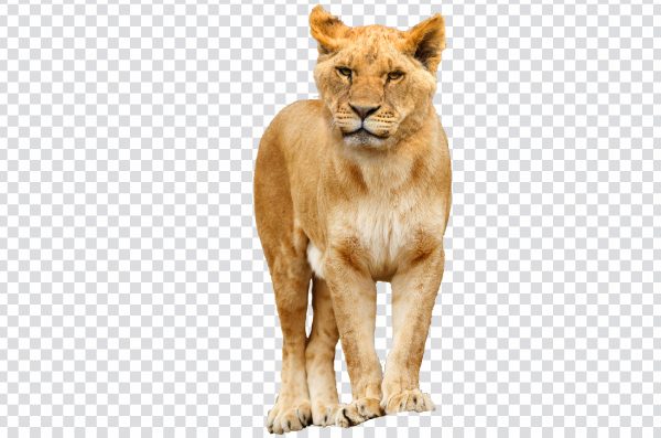 African Lion PNG Image - Free Download | High-Quality Transparent Background