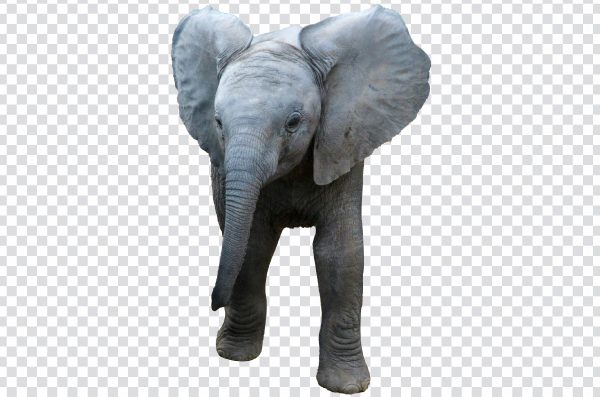 Baby Elephant PNG – Free Cute Transparent Image for Download