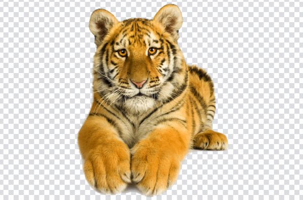 Baby Tiger PNG Free Download | Transparent Baby Tiger Clipart