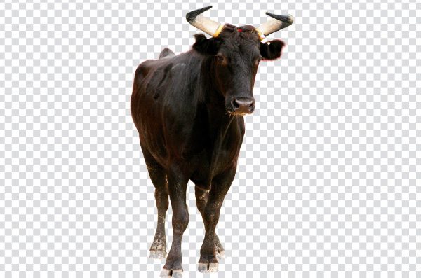 Bull Clipart PNG – Free Cartoon-Style Transparent Bull Image
