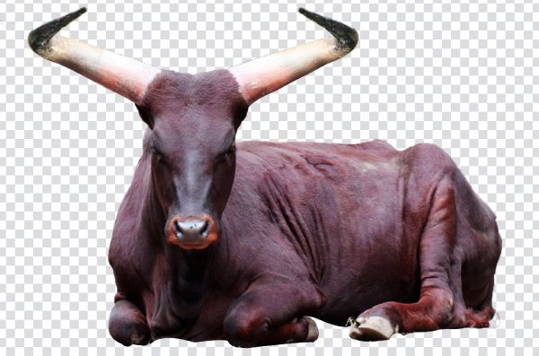 Bull with Horns PNG – Free High-Quality Transparent Bull Image
