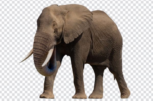Elephant Transparent PNG – Free High-Quality Elephant Image for Download